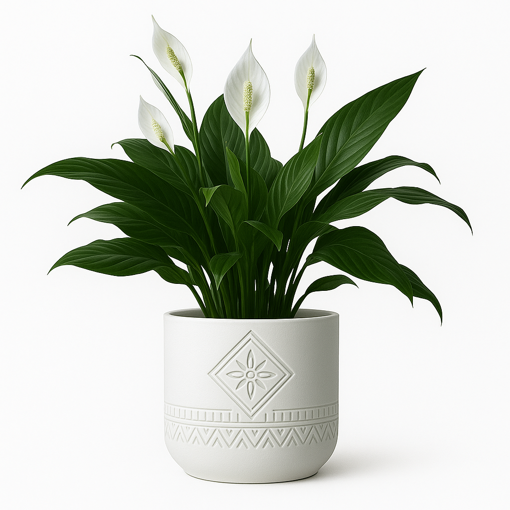Peace Lily
